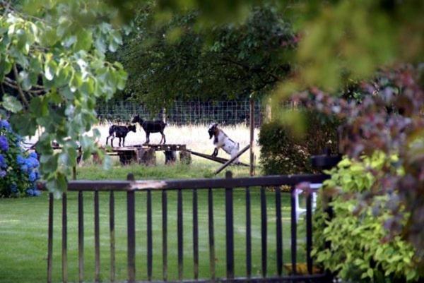 Les Pieds Dans L'Herbe Rosporden Exterior photo