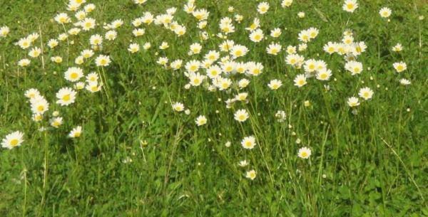 Les Pieds Dans L'Herbe Rosporden Exterior photo